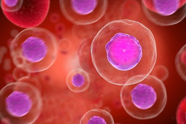 Close-up of multiple cells with purple nuclei against a red background, viewed under magnification, conveying a microscopic scene (informative image).