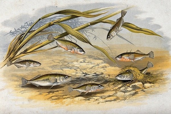 Group of small fish swimming around tall submerged reeds in a shallow, rocky pond in a vintage illustration.