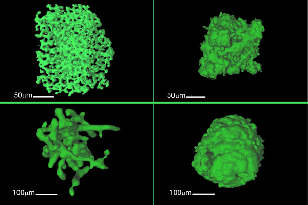 Four green 3D renderings of nanoscale particles arranged in a 2×2 grid on a black background; top-left and top-right show different compact shapes with 50 μm scale bars, bottom-left a branching, elongated form with 100 μm bar, and bottom-right a rounded irregular lump with 100 μm bar.