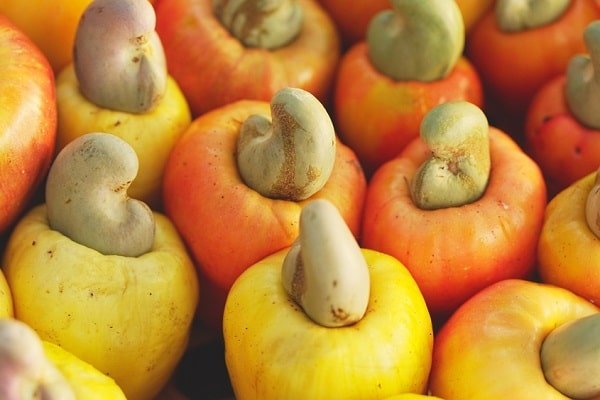 Close-up of colorful ripe cashew apples (yellow, orange, red) with the gray cashew nuts attached on top/upper side, filling the frame.