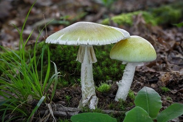 Two pale green-capped mushrooms growing among moss and fallen leaves on a forest floor.