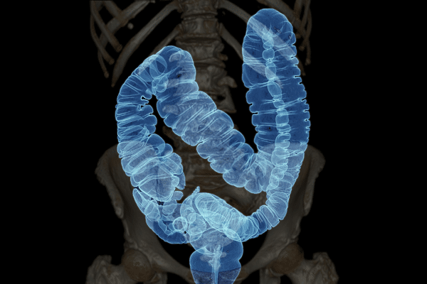 Blue 3D rendering of the colon (large intestine) within the torso, highlighting the large intestine's path in blue (anatomical visualization).