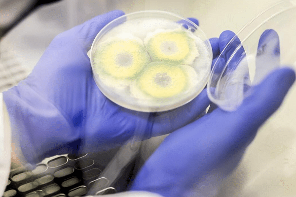 Lab technician wearing purple gloves holds a Petri dish with three circular bacterial colonies on agar.