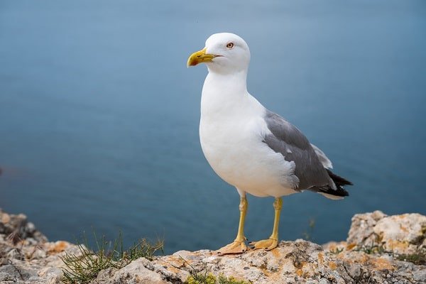 Seagull standing on rocky shoreline with a calm blue sea in the background, facing right.