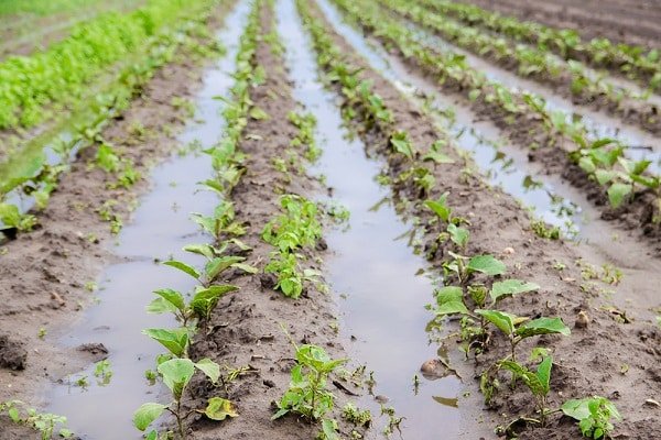 Rows of young green plants in flooded furrows of a muddy agricultural field.