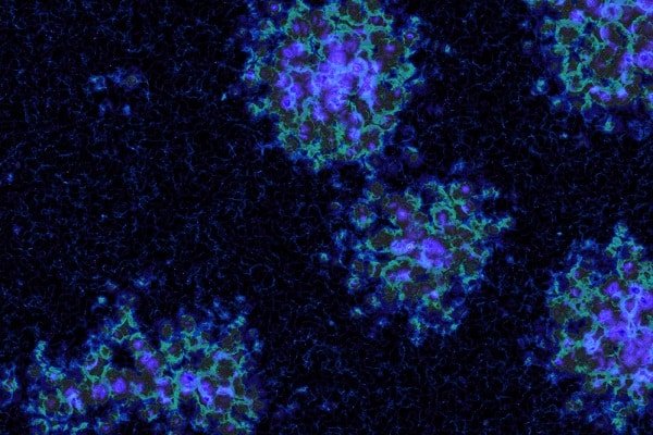 Fluorescent microscopy image of circular cell clusters glowing blue, purple, and green against a dark background.