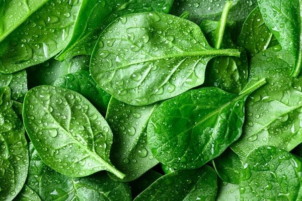 Fresh spinach leaves with water droplets on a green surface (close-up) for freshness and health imagery.