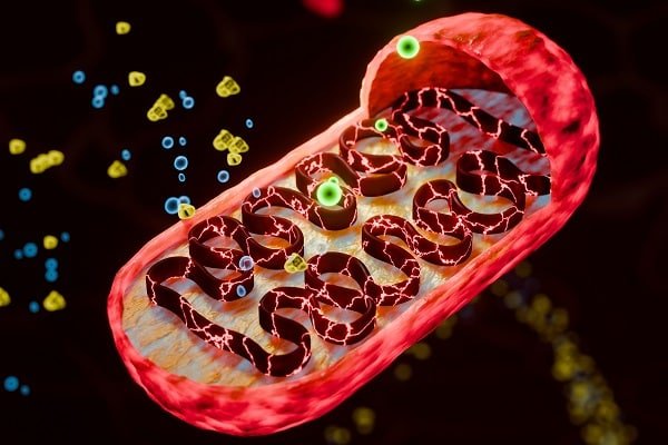 Cross-section of a mitochondrion with a red outer membrane and folded cristae, surrounded by small blue and yellow molecules.
