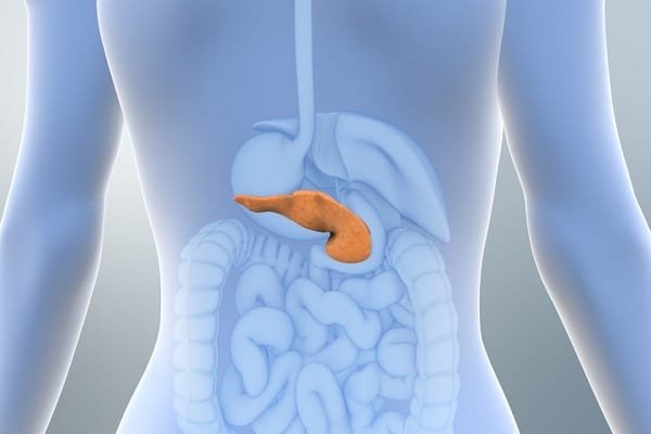 Illustration of the human torso with the pancreas highlighted in orange in the upper abdomen, among digestive organs.