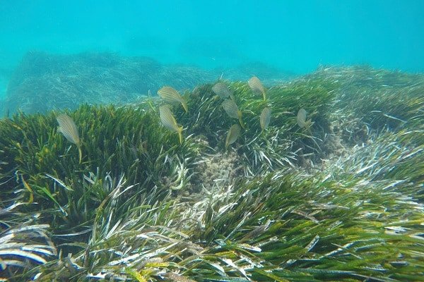 Underwater view of a seagrass meadow with small fish swimming above the grass, turquoise water in the background.