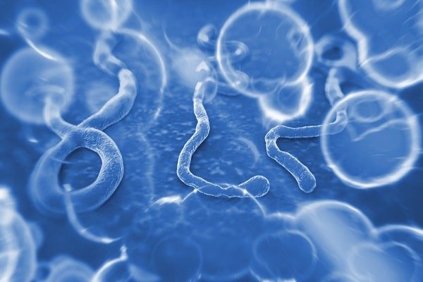 Blue-tinted microscopic image showing rod- and circular-shaped bacteria in a dynamic background