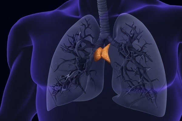 Anatomical illustration of the lungs showing the trachea and branching bronchi, with the central hilum highlighted in orange.