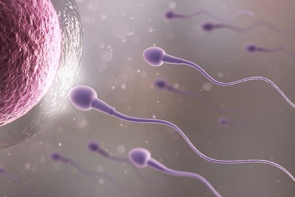 Close-up illustration of purple sperm cells swimming toward a large egg cell, suggesting fertilization.