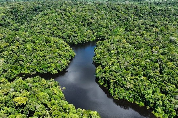 Aerial view of a winding river cutting through lush tropical rainforest areen canopy.