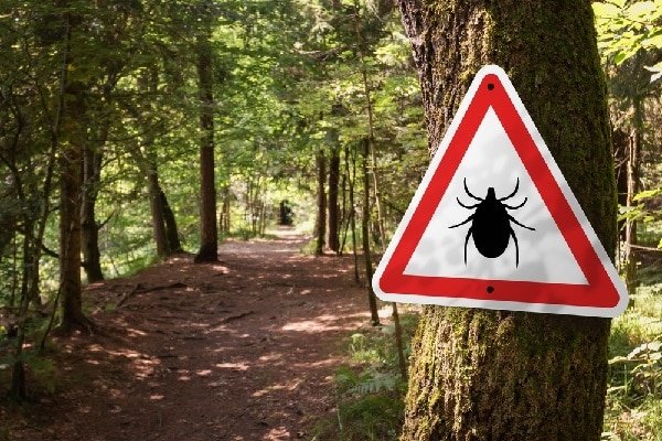 Forest path through trees with a triangle warning sign showing a tick on a tree, signaling tick risk in the area.