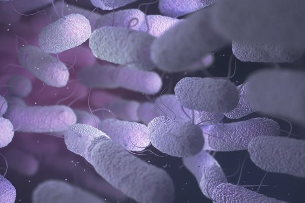 Close-up of purple-stained rod-shaped bacteria as seen under magnification, showing textured surfaces and slender tails (flagella).
