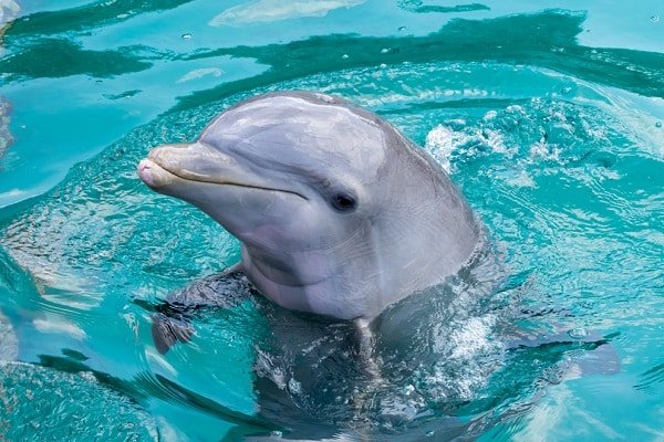 Dolphin surfaces in bright turquoise water, head and upper body visible as it glides toward the viewer in a playful pose.