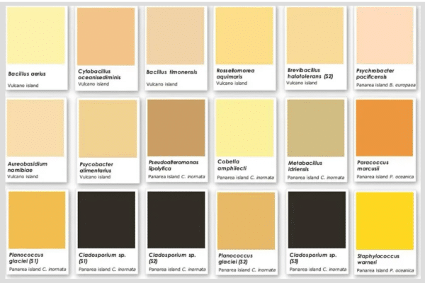 Grid of color swatches with small captions listing bacterial species and their origin, showing samples from Vulcano Island and Panarea Island arranged in rows. The image conveys a palette of muted to warm tones paired with text labels under each swatch (species name + location).