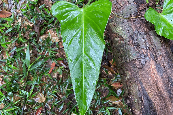 Glossy, heart-shaped green leaf with a prominent central vein on a vine climbing a tree trunk.