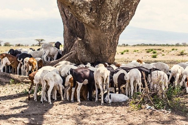 Herd of goats gathered under a large tree in a dry savanna landscape, seeking shade.