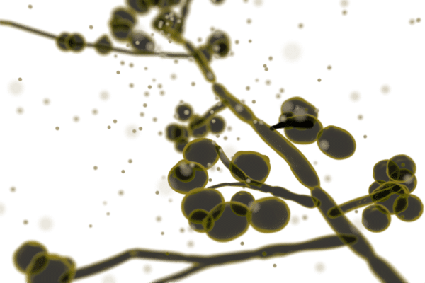 Abstract close-up of dark yellow berries on slender stems against a white background, with a dotted, airy composition.