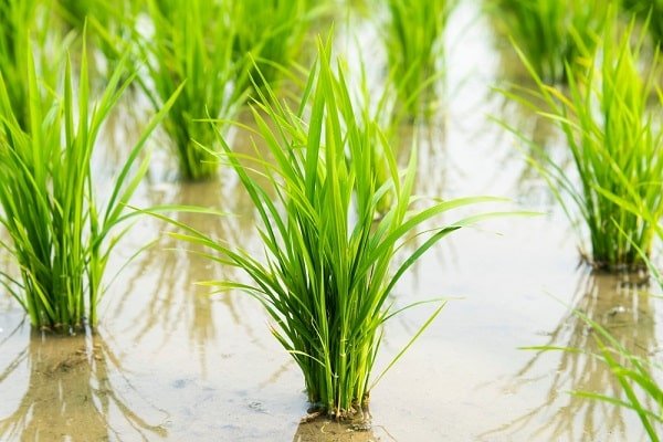 Young rice plants growing in a flooded paddy field with muddy water.